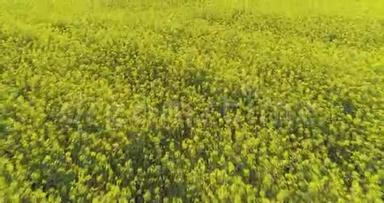 在夏日的黄花田上向前迈进。 欧洲意大利户外绿色自然景观空中缔造者。 4k